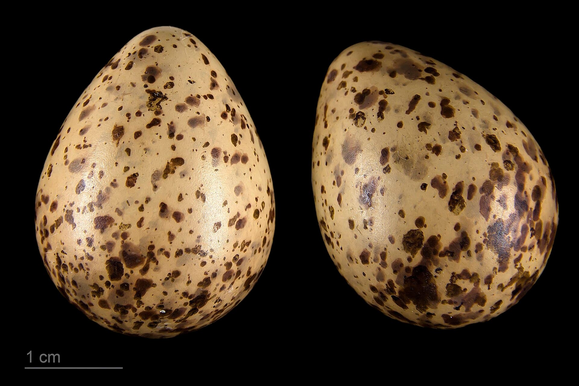 Temmincks Strandloper (Calidris temminckii) - Calidris temminckii MHNT.ZOO.2010.11.119.1
