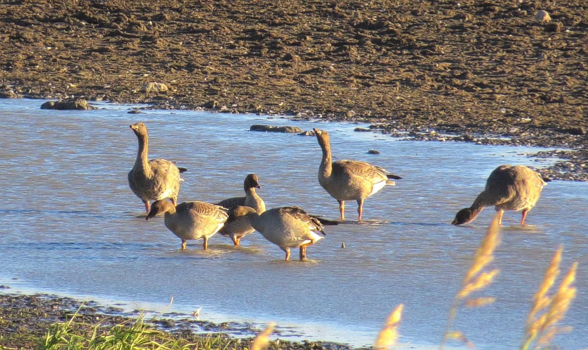 Toendrarietgans (Anser serrirostris) - Tundrasädgås Tundra Bean Goose (15765749961)