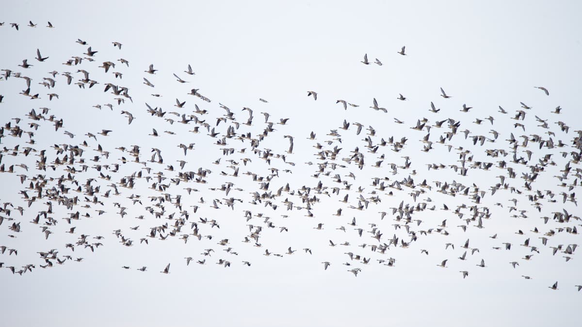 Toendrarietgans (Anser serrirostris) - Gänseschwarm
