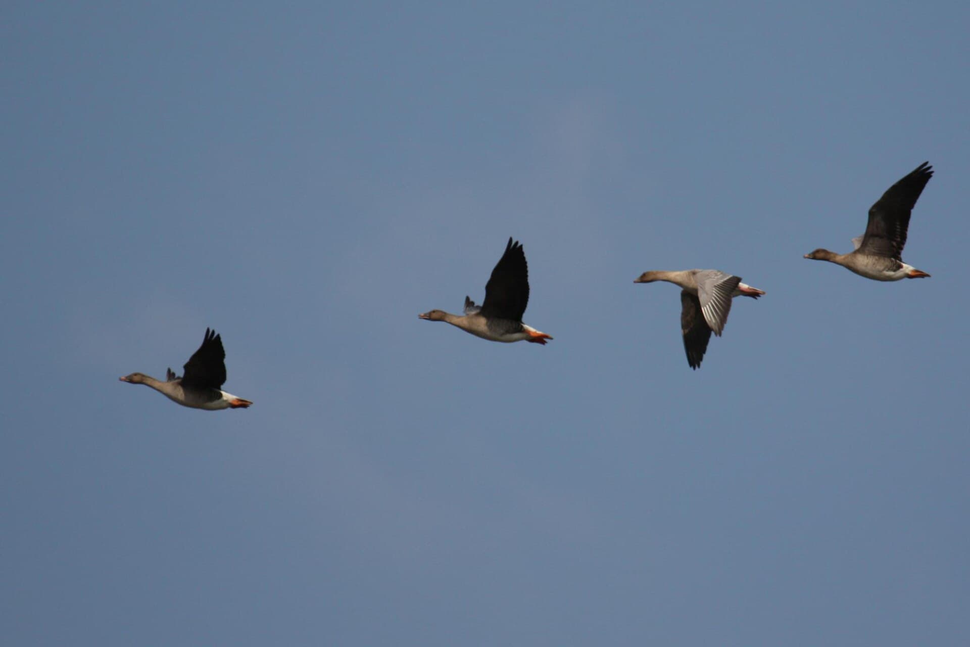 Toendrarietgans (Anser serrirostris) - Bean Geese
