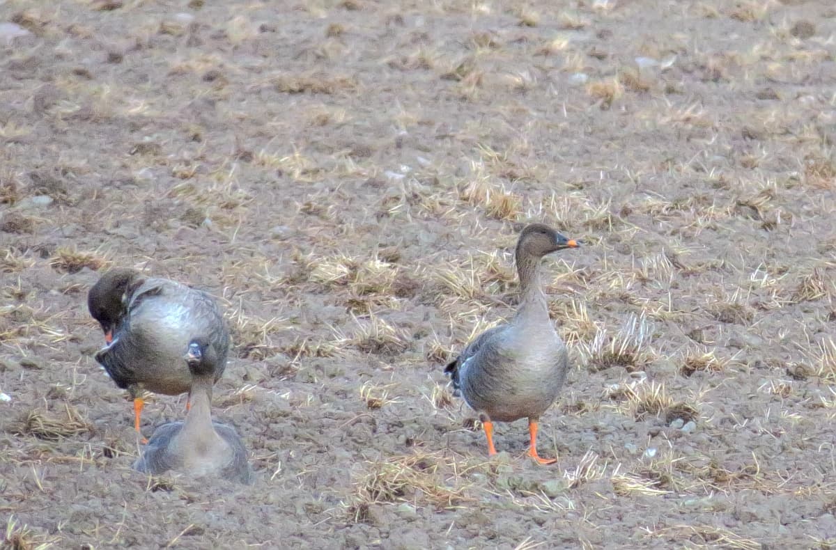Toendrarietgans (Anser serrirostris) - Tundrasädgås Tundra Bean Goose (15769182002)