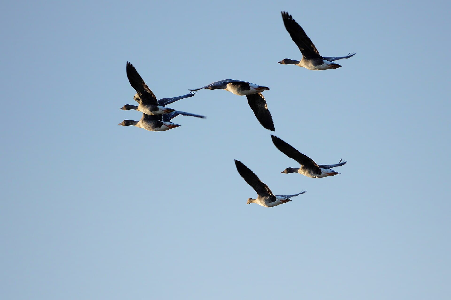 Toendrarietgans (Anser serrirostris) - Sechs.Graugaense.im.Vorbeiflug.Streng