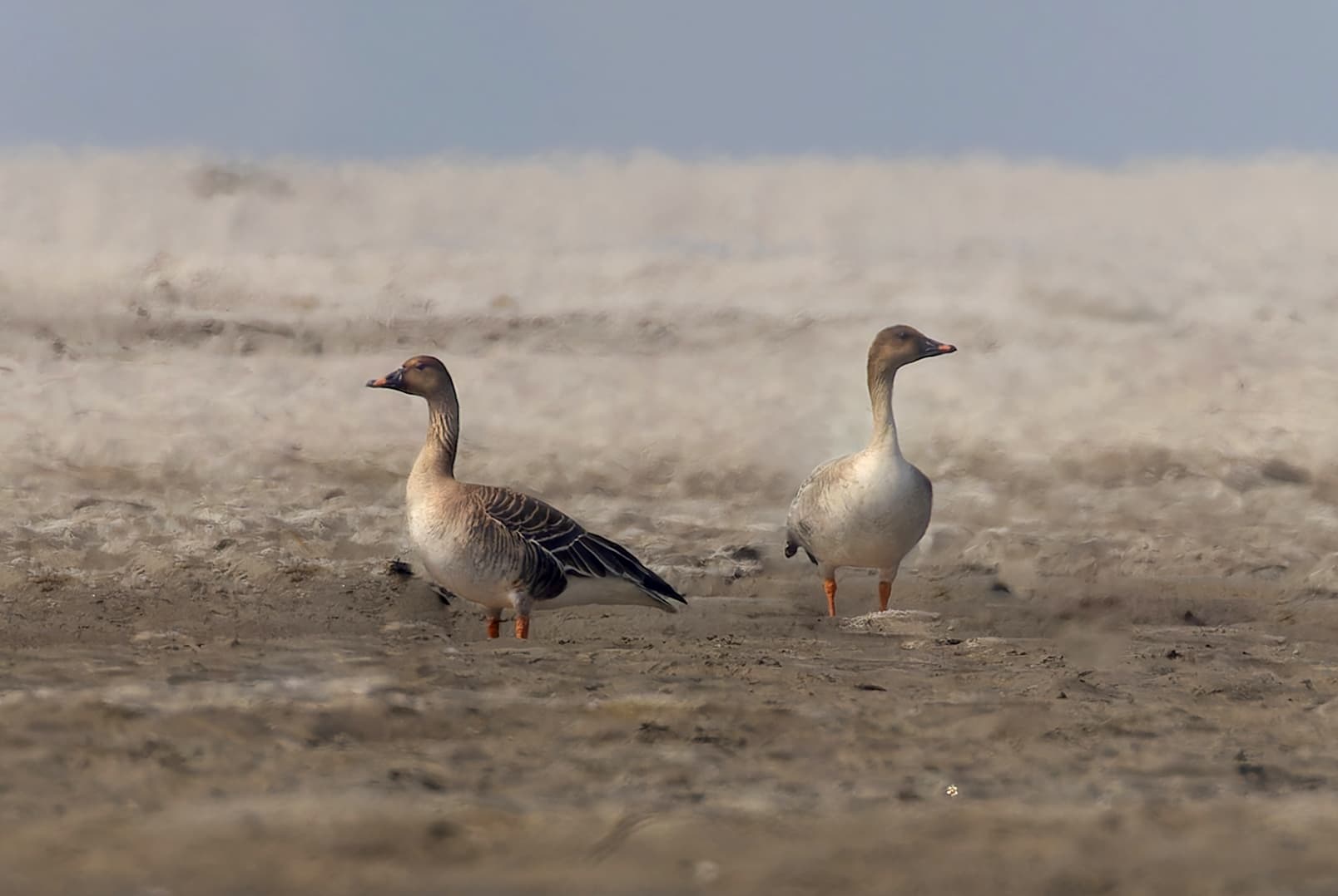 Toendrarietgans (Anser serrirostris) - Tundra Bean-Goose in Gajoldoba February 2026 by Tisha Mukherjee 01