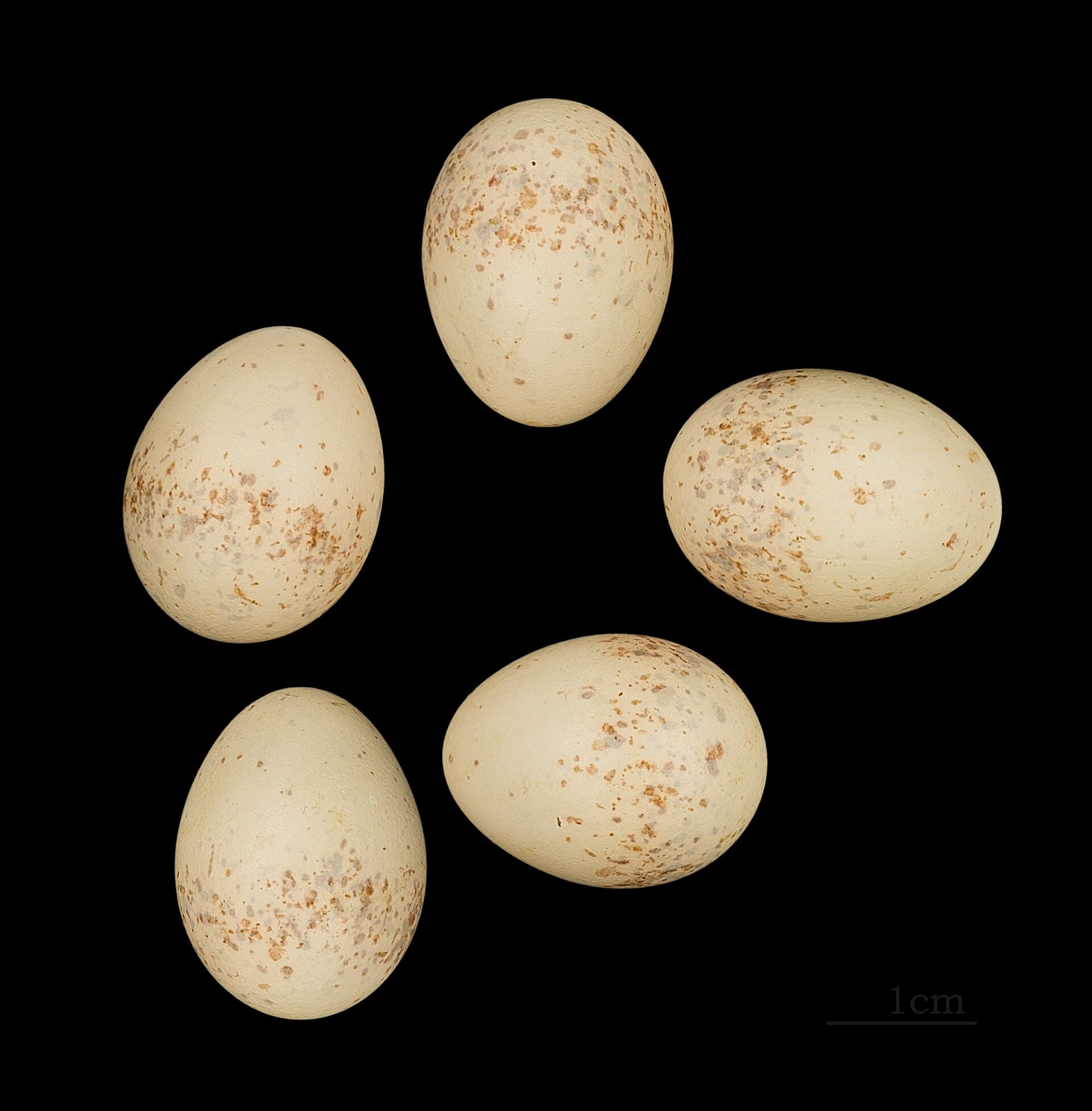 Turkestaanse Klauwier (Lanius phoenicuroides) - Lanius phoenicuroides MHNT.ZOO.2010.11.213.Turkménistan