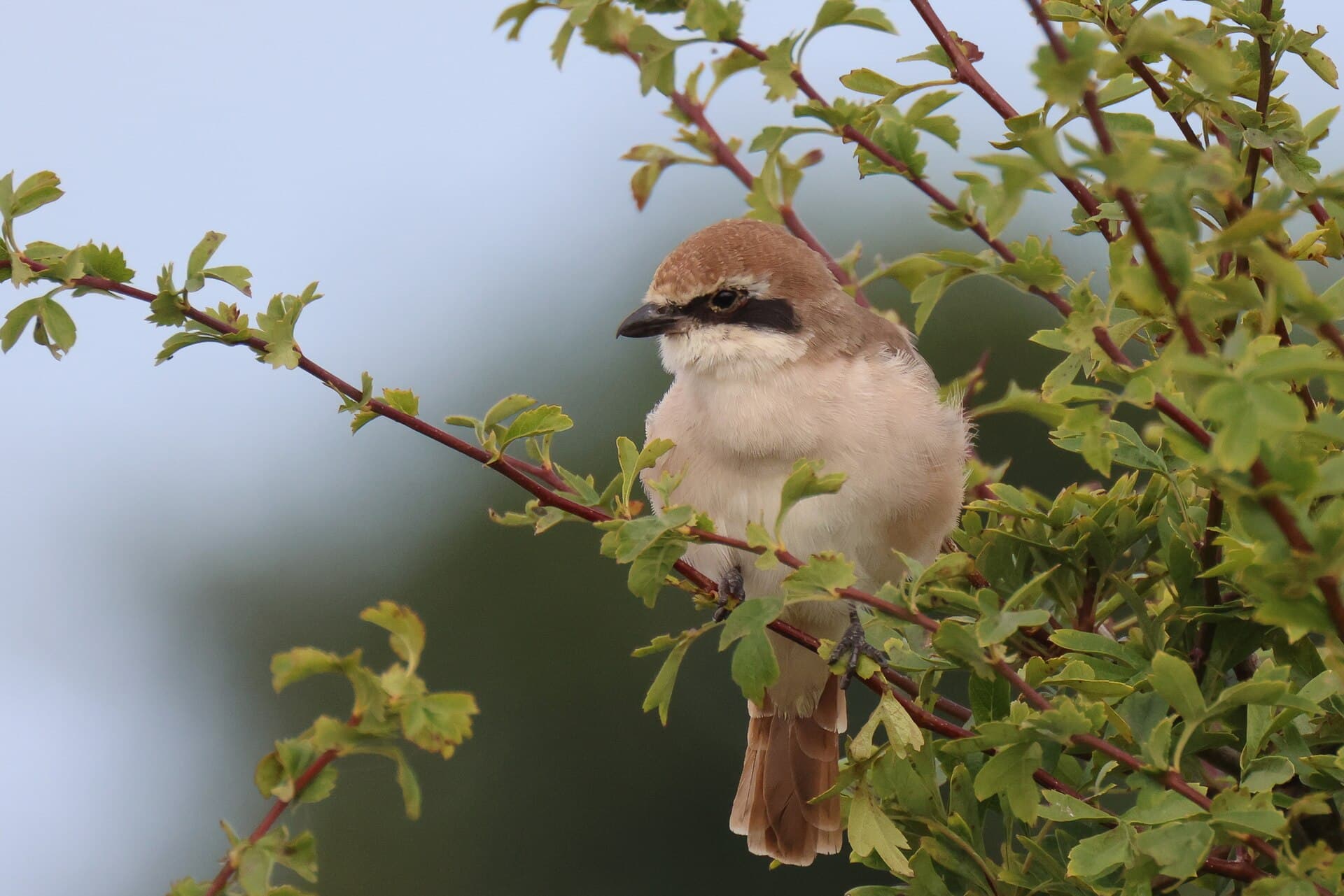 Turkestaanse Klauwier (Lanius phoenicuroides) - Lanius phoenicuroides 221320163