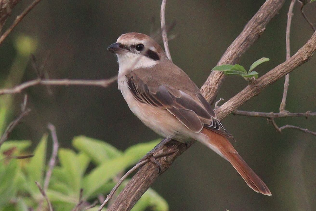 Turkestaanse Klauwier (Lanius phoenicuroides) - Lanius phoenicuroides 190416295