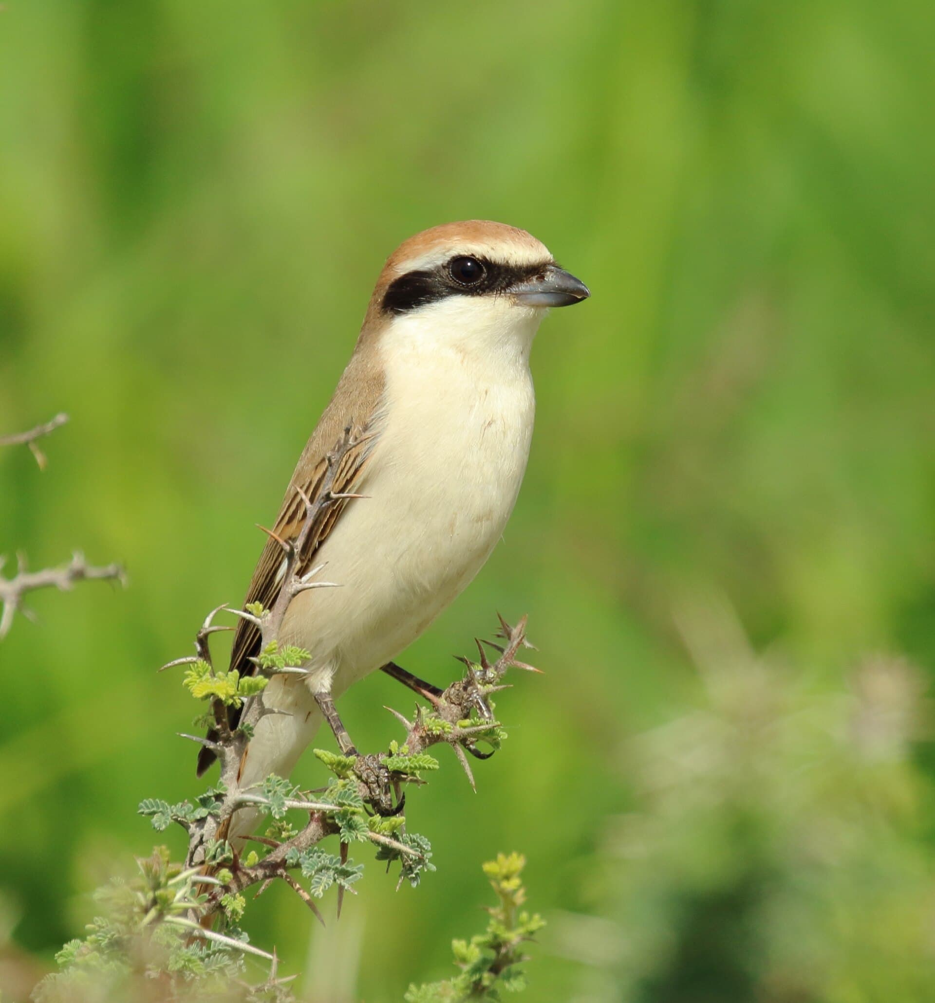 Turkestaanse Klauwier (Lanius phoenicuroides) - 0T4A6719