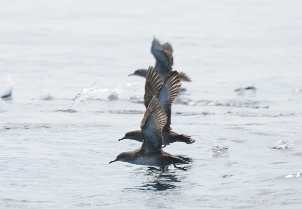 vale pijlstormvogel (Puffinus mauretanicus) - Skua 20100427 160230 02 (12560104284)