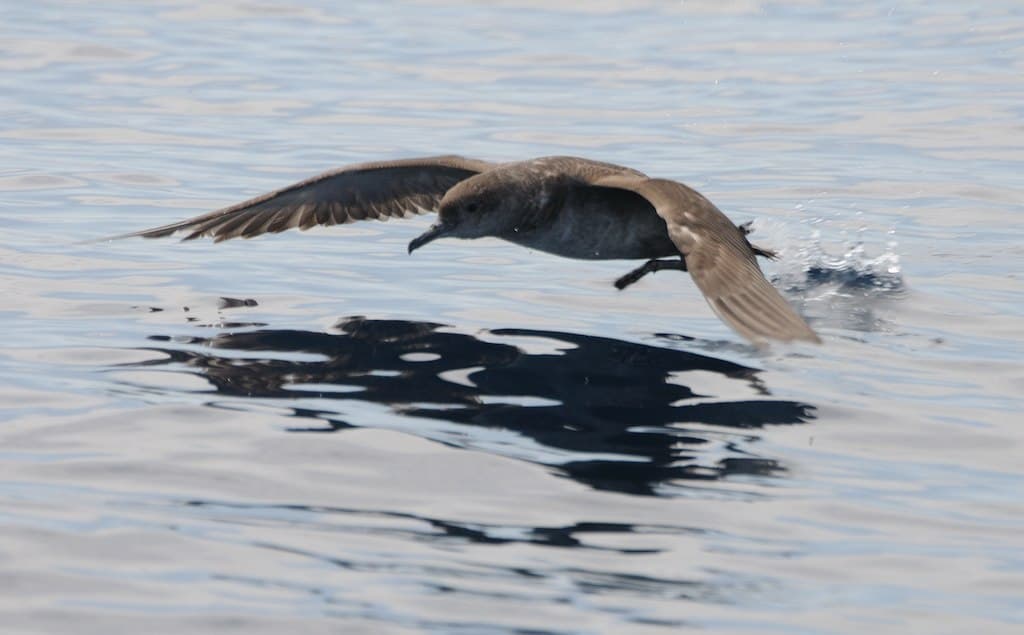 vale pijlstormvogel (Puffinus mauretanicus) - Skua 20100427 160225 (12559733883)