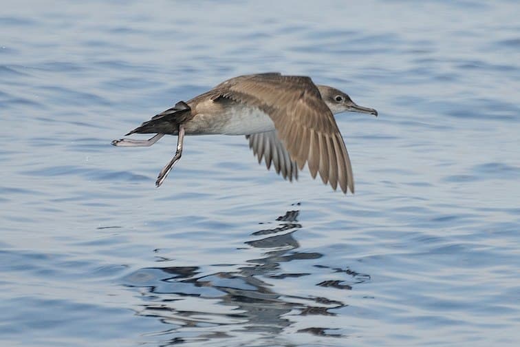 vale pijlstormvogel (Puffinus mauretanicus) - Skua 20100427 160206 01 (12559718303) (cropped)