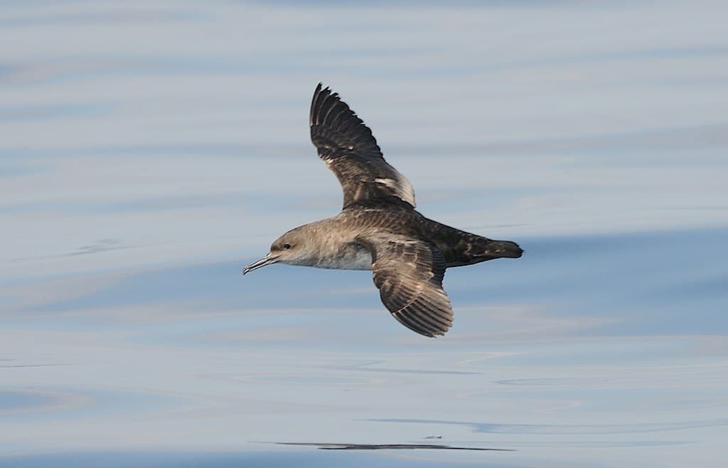 vale pijlstormvogel (Puffinus mauretanicus) - Skua 20100427 161918 (12560076994)