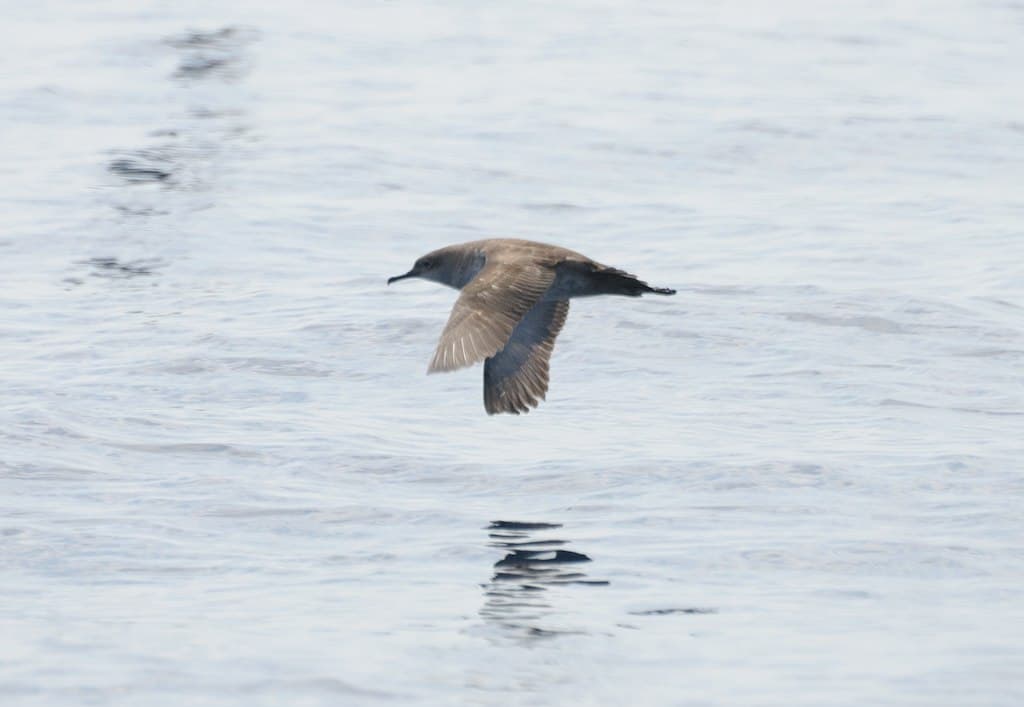 vale pijlstormvogel (Puffinus mauretanicus) - Skua 20100427 160453 02 (12559600475)