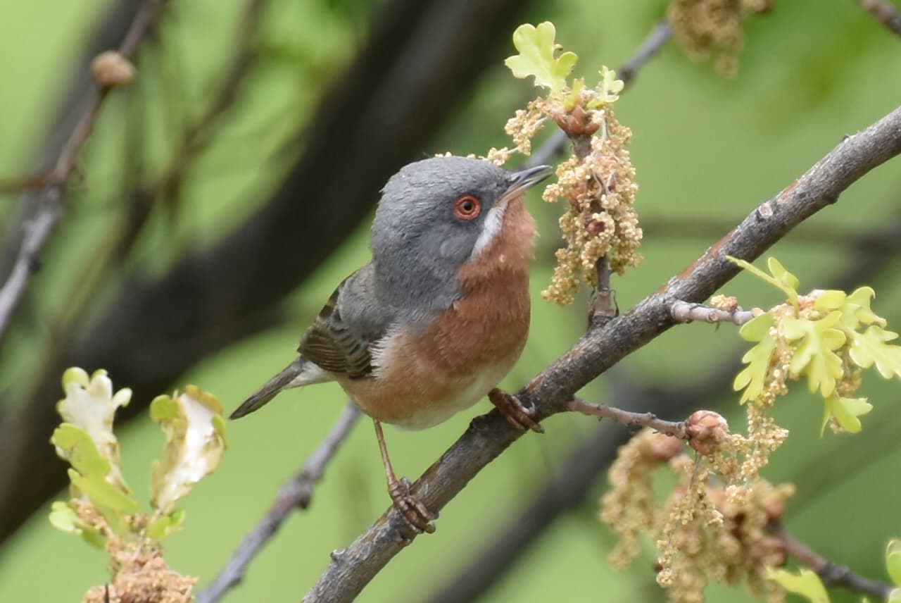 Westelijke Baardgrasmus (Curruca iberiae) - Fauvette passerinette, Leukerbad, Suisse 1