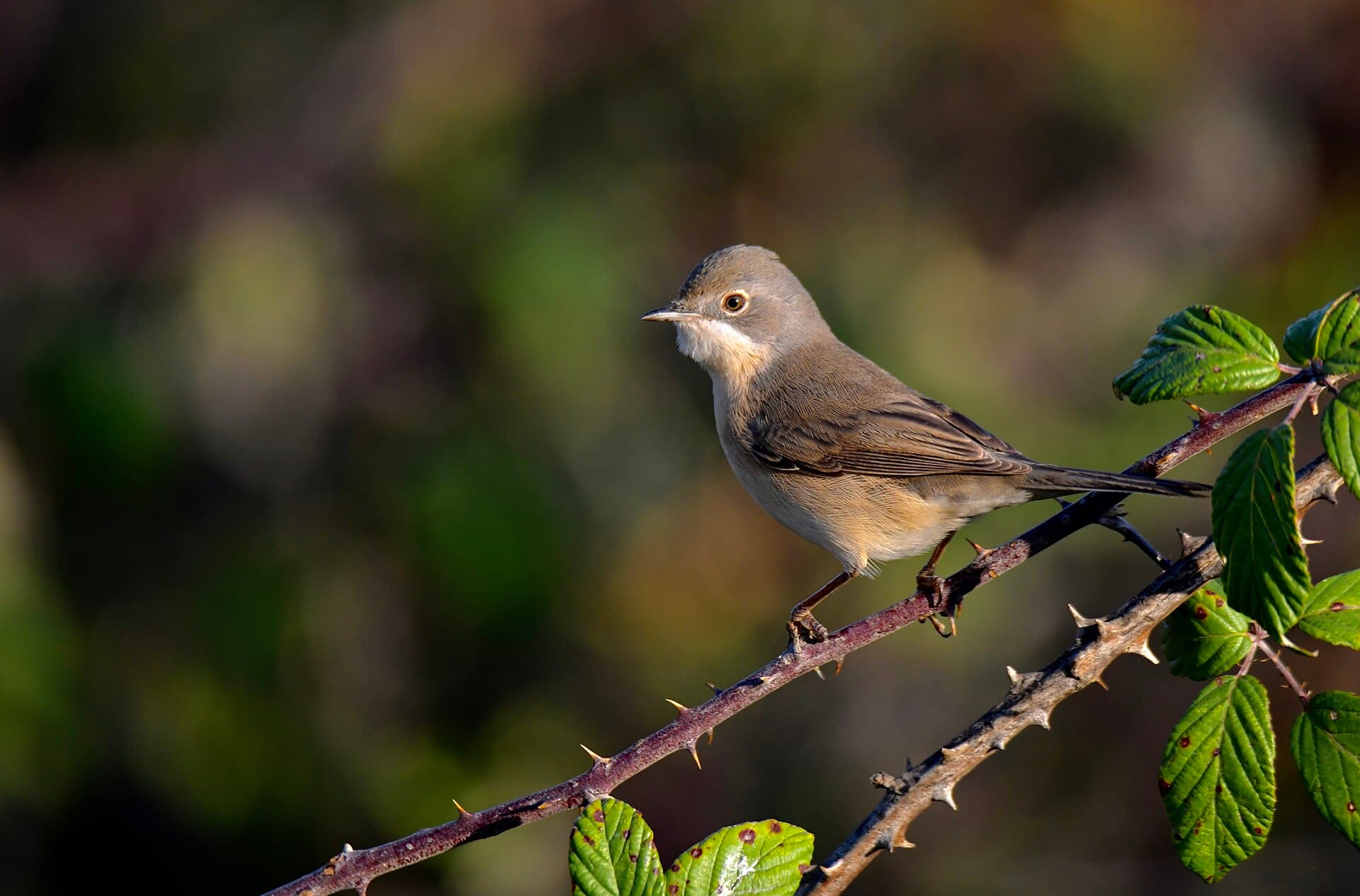 Westelijke Baardgrasmus (Curruca iberiae) - Toutinegra-carrasqueiro, Toutinegra-de-bigodes, Agradecimento especial ao Carlos Miguel da MiraSado, Subalpine Warbler, Special thanks to Carlos Miguel from MiraSado (53189528671)