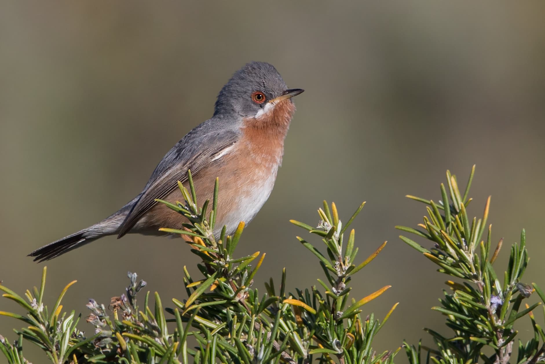 Westelijke Baardgrasmus (Curruca iberiae) - Sylvia cantillans espagne