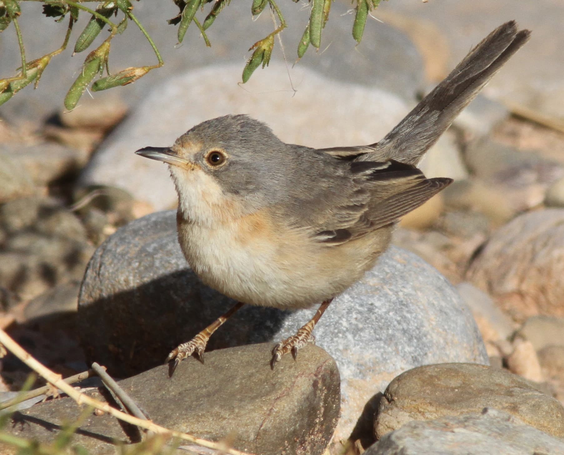 Westelijke Baardgrasmus (Curruca iberiae) - Subalpine warbler (F)