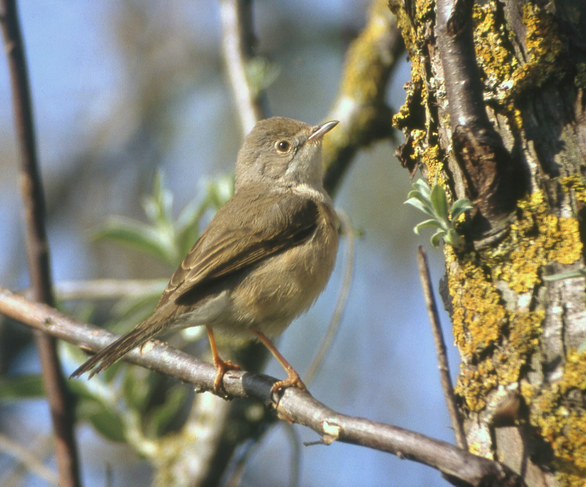 Westelijke Baardgrasmus (Curruca iberiae) - Western Subalpine Warbler Sylvia inornata, Aiguamolls de l'Empordà