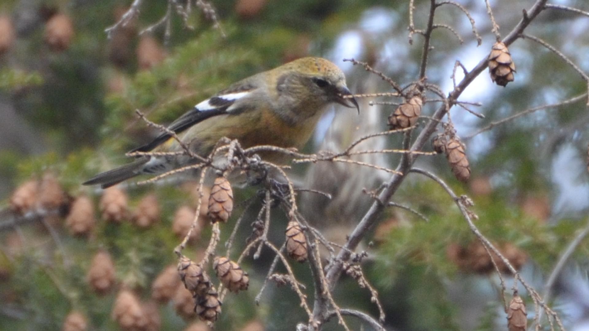 Witbandkruisbek (Loxia leucoptera) - White-winged Crossbill - adult female (8256114683)
