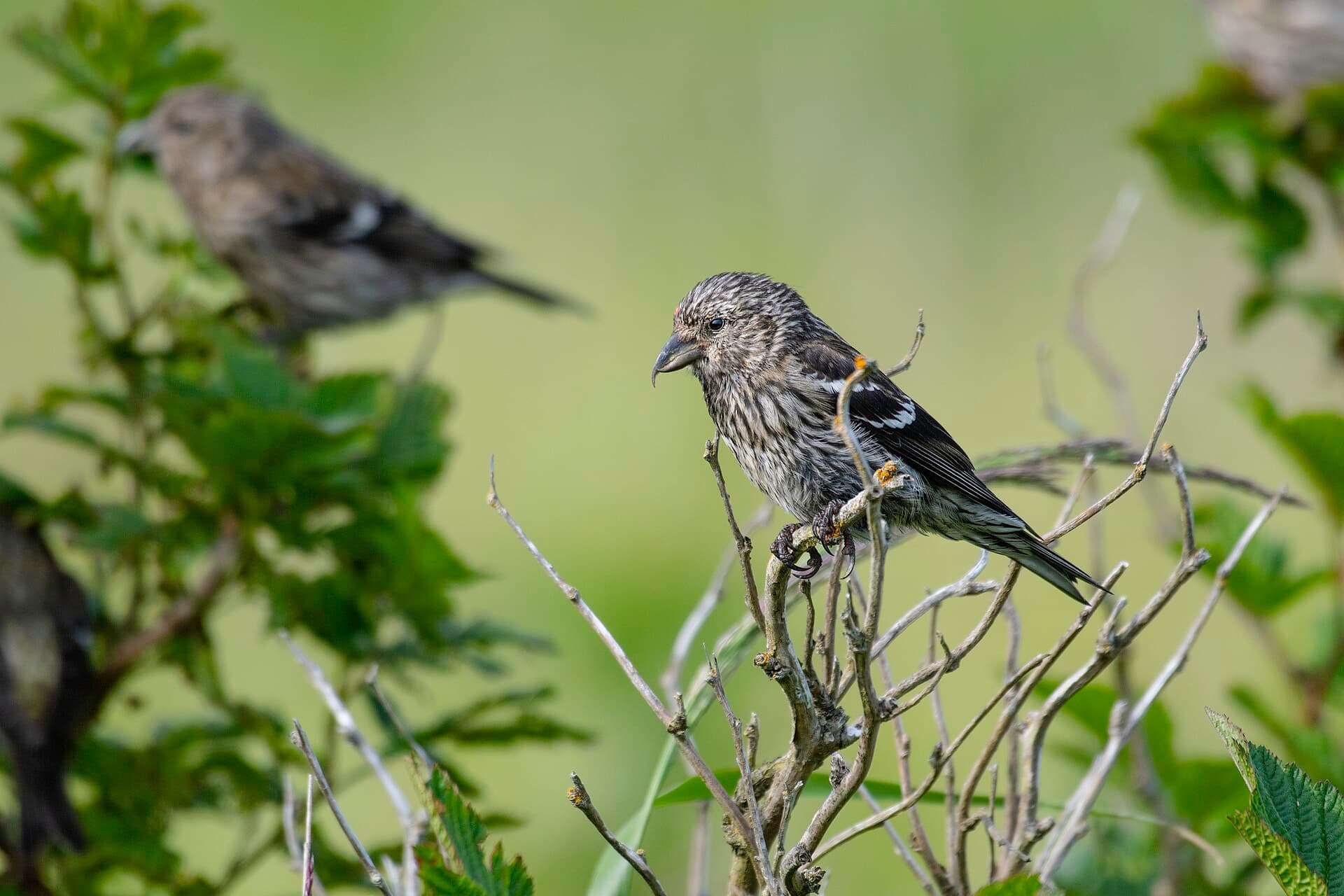 Witbandkruisbek (Loxia leucoptera) - Two-barred crossbill (Loxia leucoptera) 2023 2