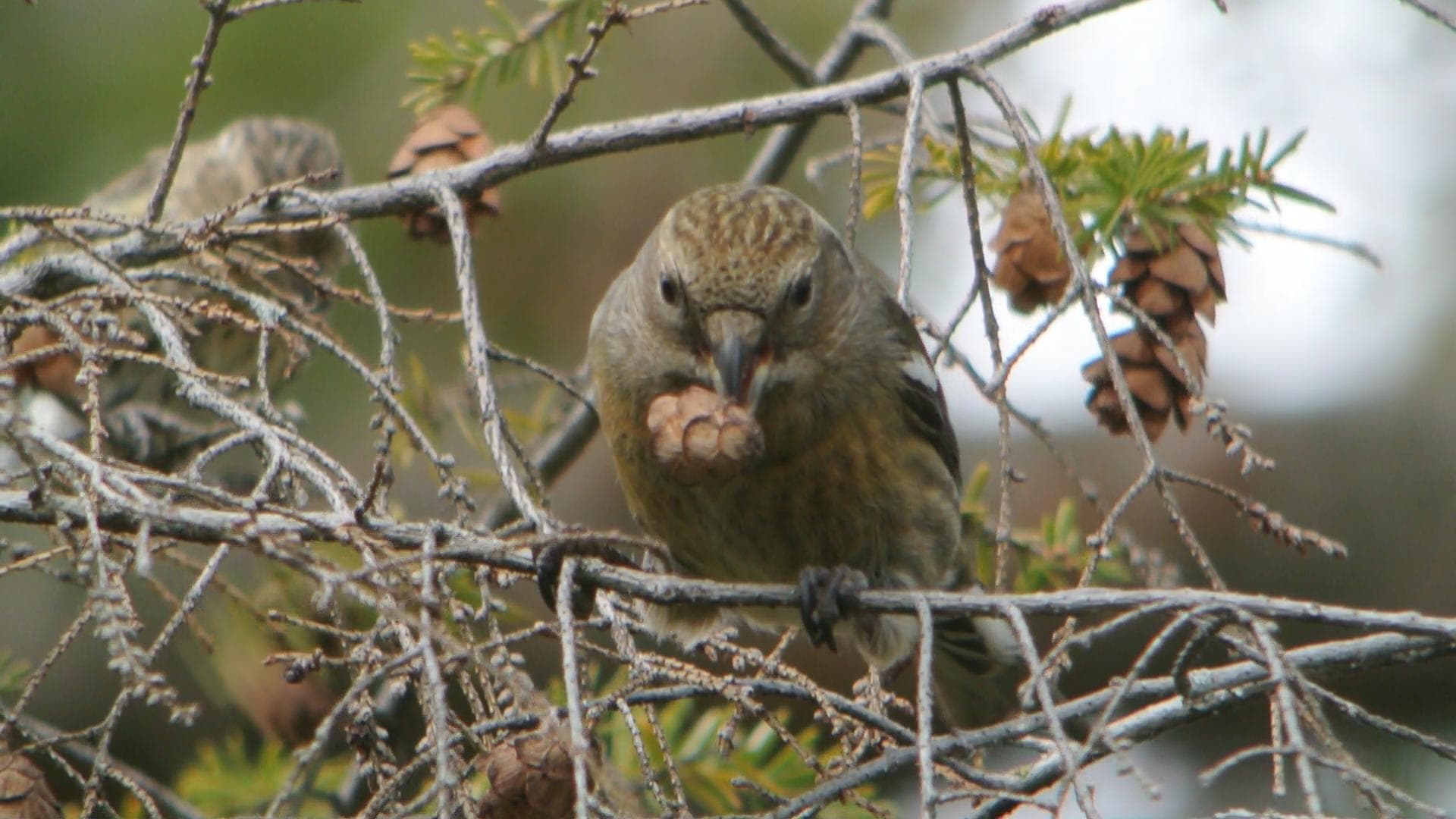 Witbandkruisbek (Loxia leucoptera) - White-winged Crossbill (8239003235)