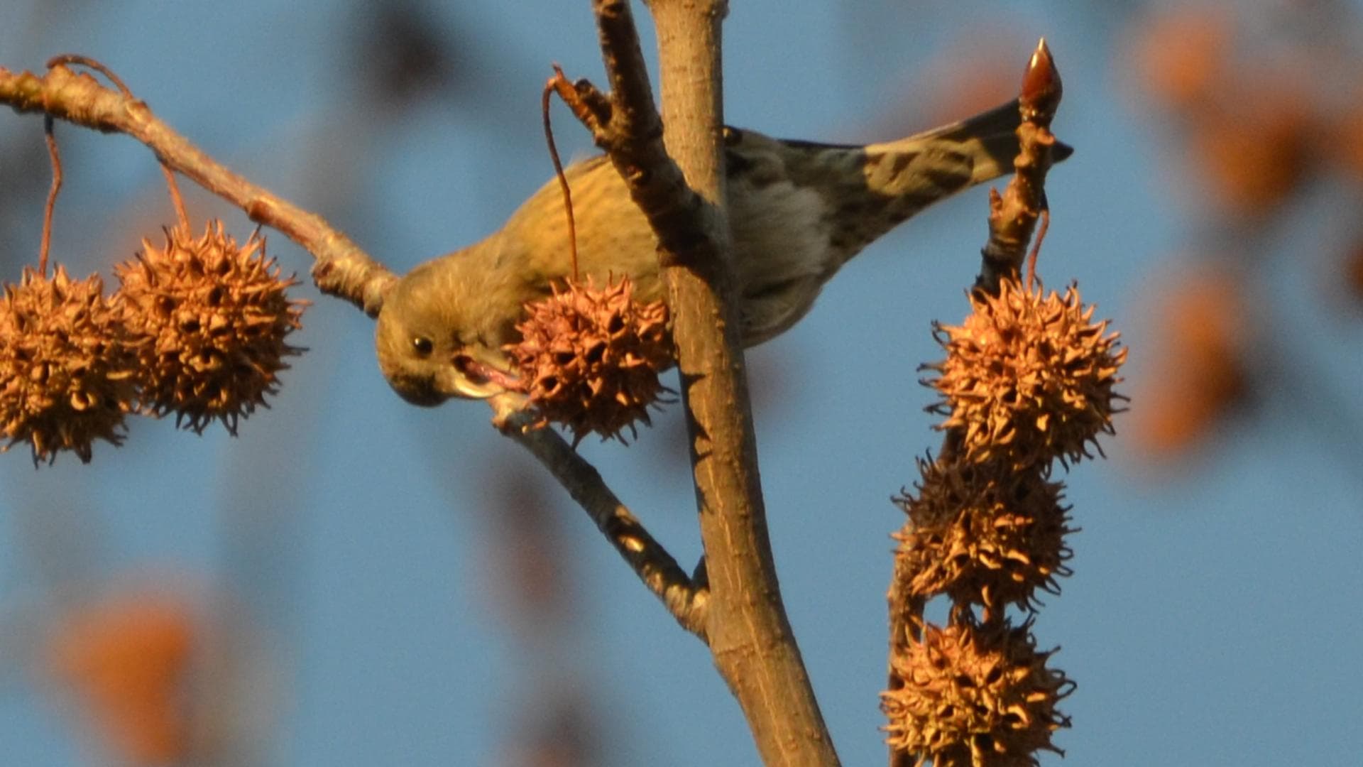 Witbandkruisbek (Loxia leucoptera) - White-winged Crossbill (8228958838)
