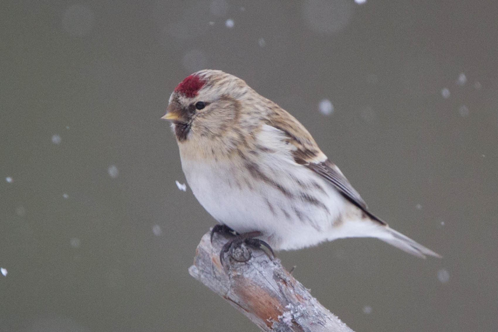 Witstuitbarmsijs (Acanthis hornemanni) - Arctic Redpoll (Acanthis hornemanni) (13667553233)