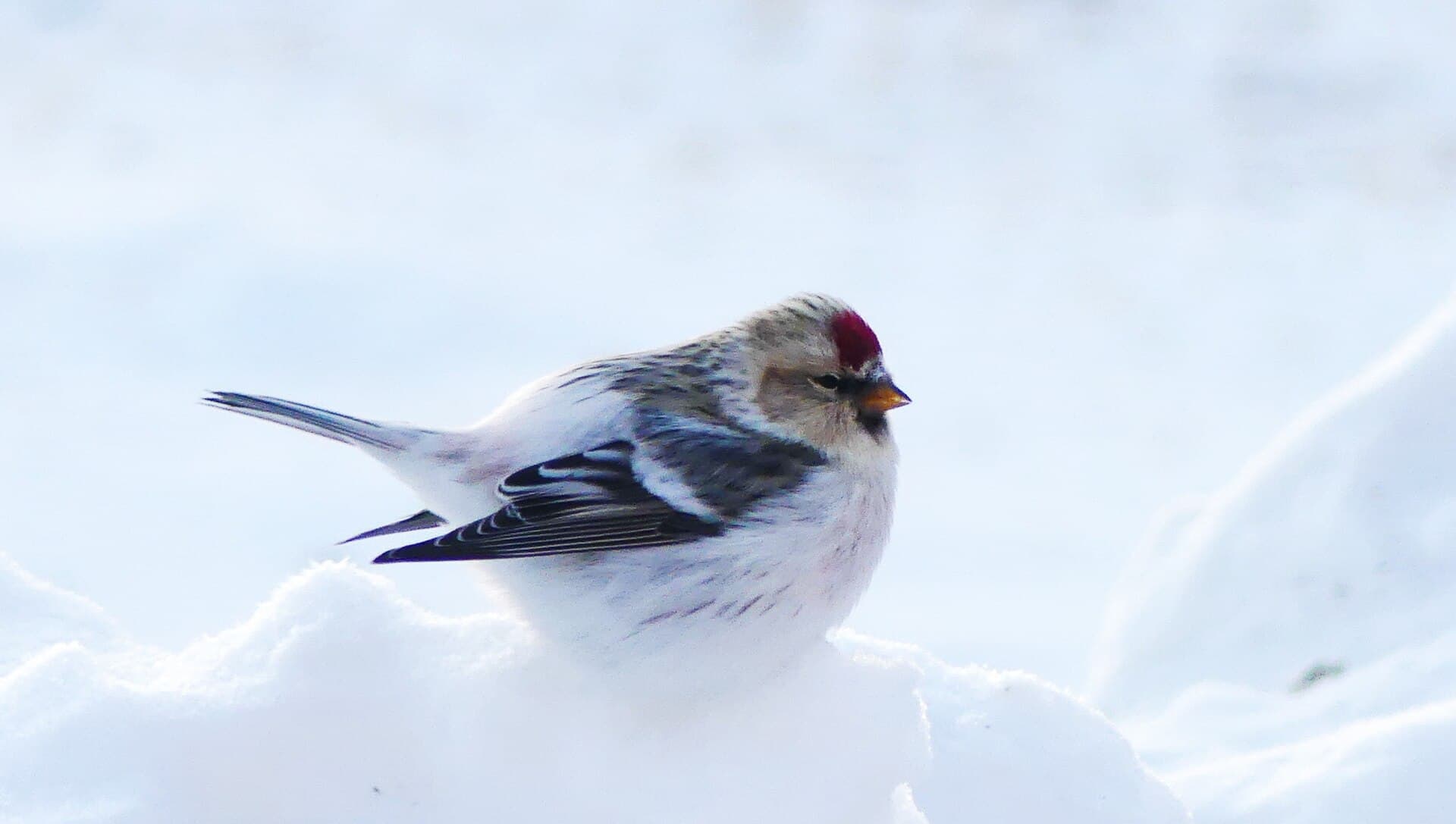 Witstuitbarmsijs (Acanthis hornemanni) - Acanthis hornemanni hornemanni, Iqaluit, Nunavut, Canada 1