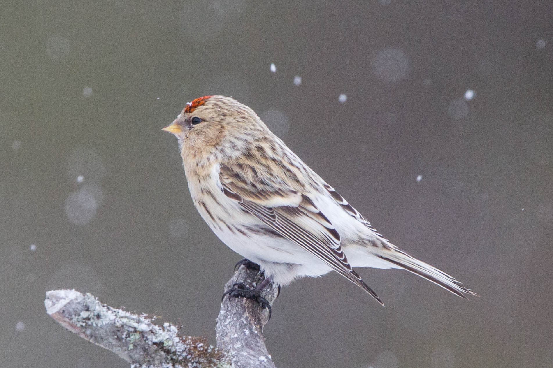 Witstuitbarmsijs (Acanthis hornemanni) - Arctic Redpoll (Acanthis hornemanni) (13667519855)