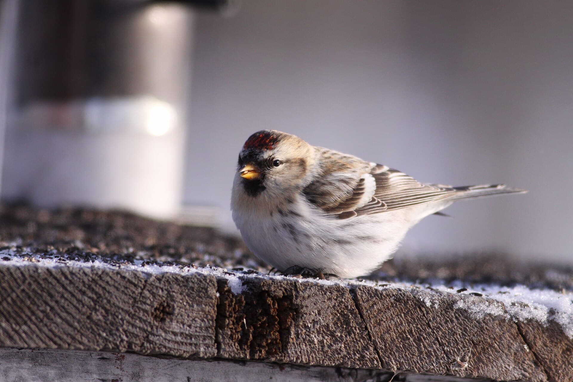 Witstuitbarmsijs (Acanthis hornemanni) - Hoary Redpoll (5308633086)
