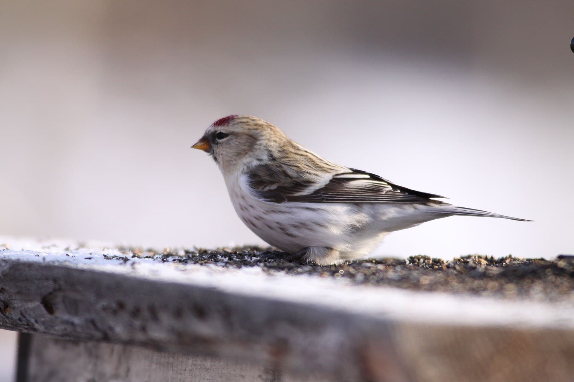 Witstuitbarmsijs (Acanthis hornemanni) - Hoary Redpoll (5308632566)